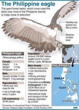 The Philippine eagle is one of the world's rarest and most critically endangered birds