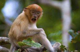 The proboscis monkey, which is named for its distinctive large and fleshy nose, is found only on Borneo