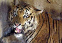 There are 1,510-1,550 wild tigers in India, according to a national tiger census