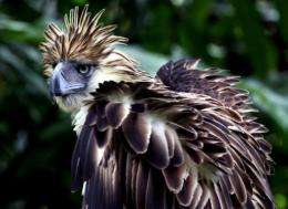 There are only a few hundred Philippine Eagles left in the world