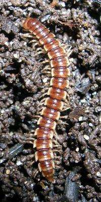 The secret life of millipedes