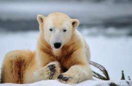 The world's most famous polar bear Knut has died unexpectedly