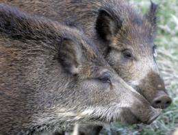 Thirty-one boars have died this month