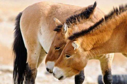 This ancient species known as Przewalski's wild horse has narrowly avoided extinction thanks to zoos worldwide