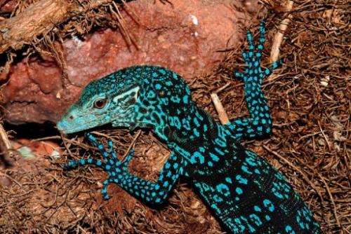 This monitor lizard, Varanus Macraei, was amongst 1,000 new species recently found in New Guinea