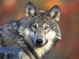 This photo courtesy of the US Fish & Wildlife Service shows the Gray wolf