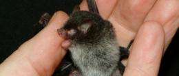 Three new bat species discovered in Indochina