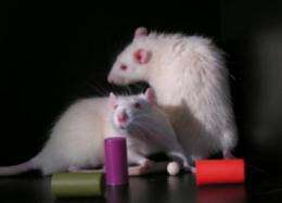 Tired neurons caught nodding off in sleep-deprived rats 