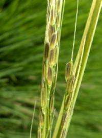 To Help Rice Farmers, UMass Amherst Geneticist Studies How Nature Produces a Weed