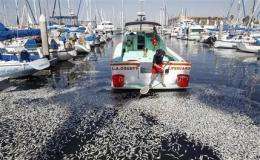 Tons of dead fish pulled from California marina (AP)