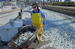 Tons of dead sardines scooped from Calif. harbor (AP)