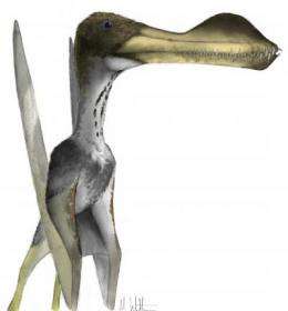 Toothed pterosaur: Tiny fossil fragment reveals giant-but-ugly-truth