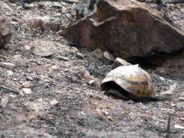 Tortoise populations can withstand fires every 30 years