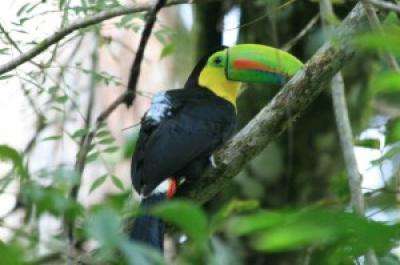 Toucans wearing GPS backpacks help Smithsonian scientists study seed dispersal