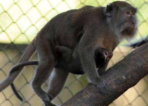 Traders sold more than 260,000 long-tailed macaques between 2004 and 2008