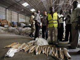 TRAFFIC, which runs the ETIS database of illegal ivory trades, said there had been at least 13 large seizures in 2011