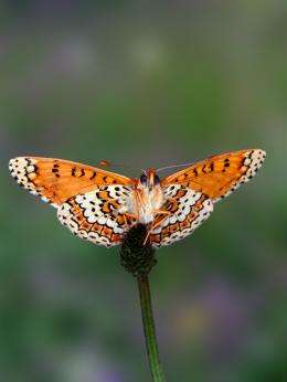 Traits, genes associated with establishment of new populations revealed in butterfly study