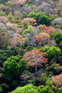 Tropical forests are fertilized by air pollution