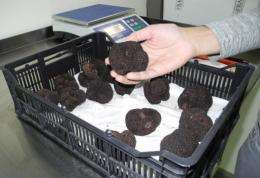 Truffles, a luxury delicacy in French and Italian cuisine, may soon be adding flavour to blander dishes