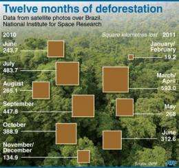 Twelve months of deforestation