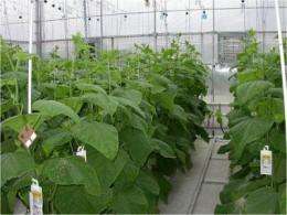 Twin-head cucumber system reduces start-up costs