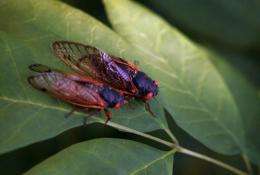 Two cicadas sit on a leaf at a forest preserve in Willow Springs, Illinois