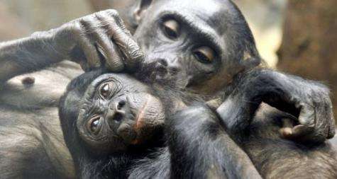 Two pygmy chimpanzees check for fleas at the zoo in Frankfurt/M., western Germany