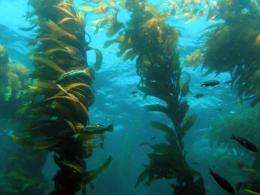 UCSB scientists track environmental influences on giant kelp with help from satellite data 