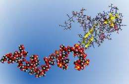 Uncharted territory: Scientists sequence the first carbohydrate biopolymer