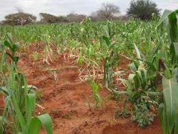 Untapped crop data from Africa predicts corn peril if temperatures rise