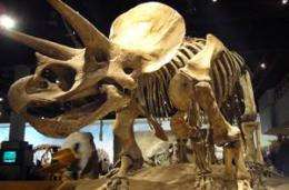 Holes in fossil bones reveal dinosaur activity