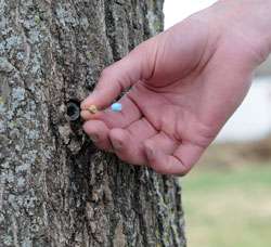 Using trees to detect contaminants and health threats