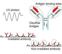 UV light controls antibodies, improves biosensors