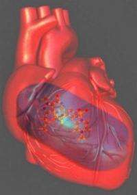Viagra against heart failure: Researchers throw light on the mechanism