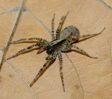 When food is scarce, hungry female spiders alter mating preferences