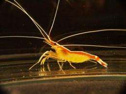 Violent passions -- jealous cleaner shrimp murder their rivals