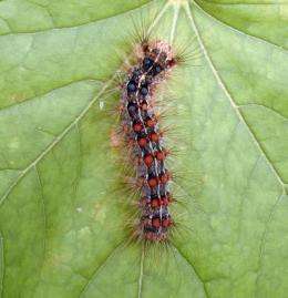 Viral gene drives sick gypsy moth caterpillars to climb high and die