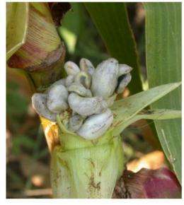 Viruses teach researchers how to protect corn from fungal infection