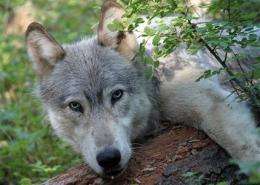 Wandering wolf inspires hope and dread (AP)