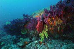 Warming of the Mediterranean Sea hampers the resistance of corals and mollusks to ocean acidification