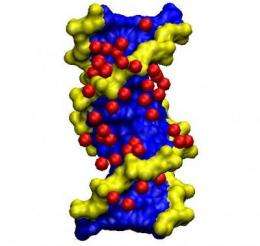 Water molecules characterize the structure of DNA genetic material