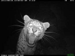 WCS confirms the return of the Persian leopard In Afghanistan's central highlands