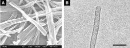 Researchers create two-segment nanotubes with distinct semiconducting domains