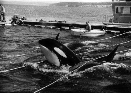 Whale activists sue to free Lolita from captivity (AP)