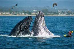 Whales off Calif. coast draw crowds, warning (AP)
