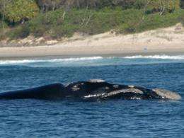 Whales show the 'right' stuff for recovery