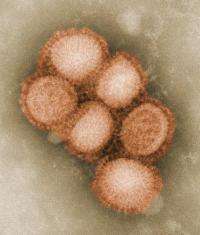 When well-known flu strains 'hook up' dangerous progeny can result