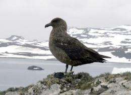 Where Antarctic predatory seabirds overwinter