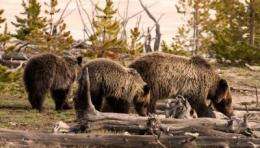 Where will grizzly bears roam?