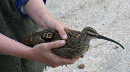 Whimbrel successfully negotiates most severe part of Hurricane Irene
